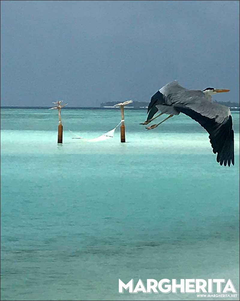 Moofushi, Maldive. Foto Costanza Cristianini