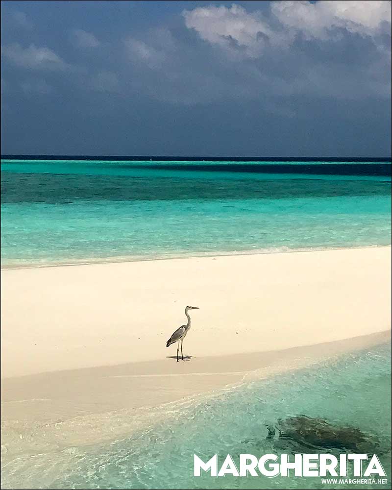 Moofushi, Maldive. Foto Costanza Cristianini