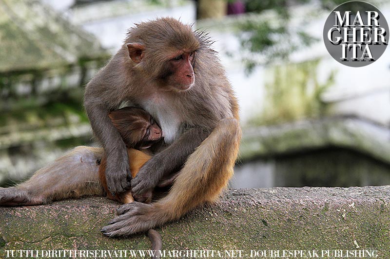 Kathmandu. Nepal. Scimmie nel Tempio di Pashupatinath
