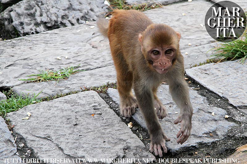 Kathmandu. Nepal. Scimmie nel Tempio di Pashupatinath